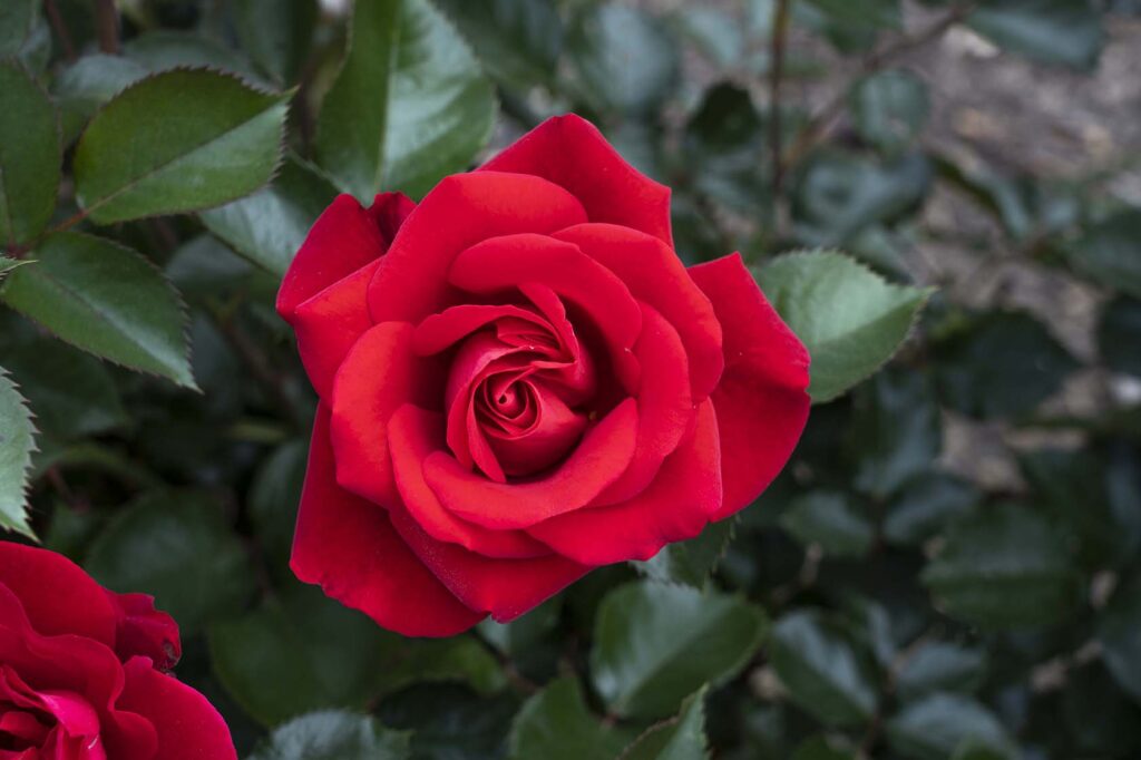 July month color: Ruby Red